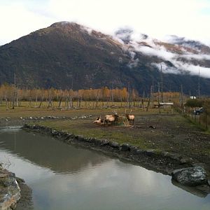 Roosevelt Elk Exhibit - Bachelor Bulls