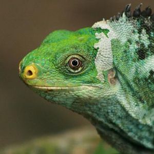 Fiji Crested Iguana
