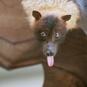 Insular Flying-fox