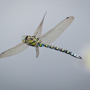Southern Hawker Dragonfly in Flight