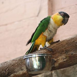 Black-headed Caique, 23rd September 2014