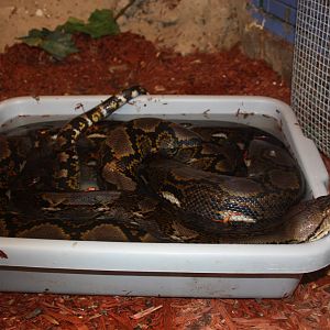 Reticulated Python, 23rd September 2014
