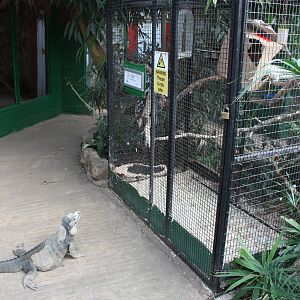 Watching the Citron-crested Cockatoo, 23rd September 2014