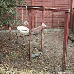 Kune Kune Pig enrichment, 23rd September 2014