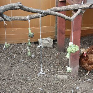 Enriched Fowl, 23rd September 2014