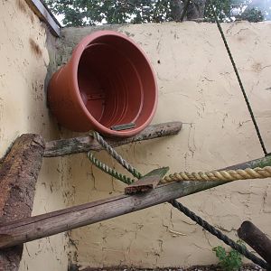 Inside the Raccoon exhibit, 23rd September 2014