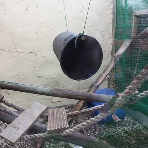 Inside the Raccoon exhibit, 23rd September 2014