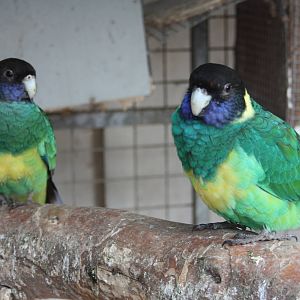 Port Lincoln Parakeets, 23rd September 2014