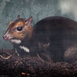 Philippine Mouse-deer - 03/10/2014