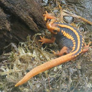 Crocodile Newt