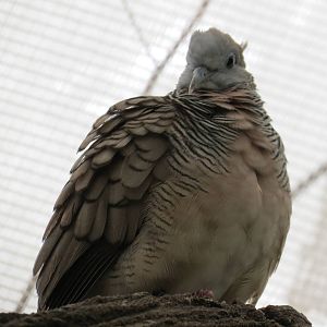 Zebra Dove