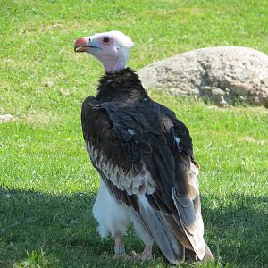 White-headed Vulture