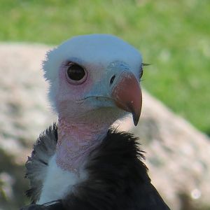 White-headed Vulture