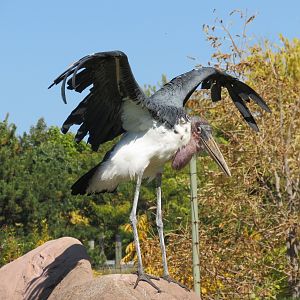 Marabou Stork