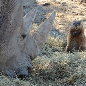 White Rhino