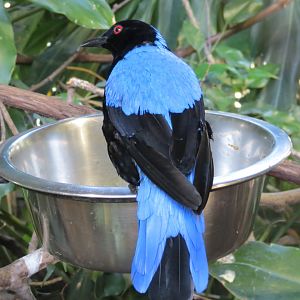 Fairy Bluebird M