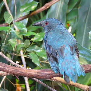 Fairy Bluebird F