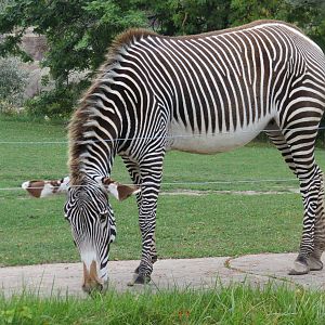Grevys Zebra