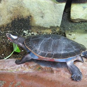 Red-bellied Short Neck Turtle