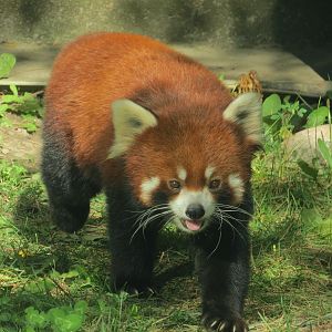 Red Panda