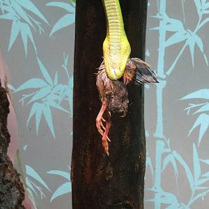 Red-tailed Green Ratsnake