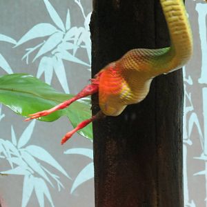 Red-tailed Green Ratsnake