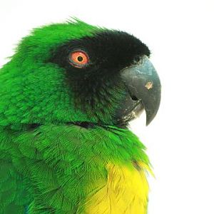 Masked Shining-parrot