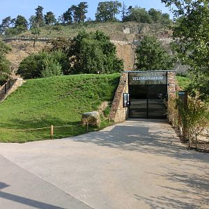 chinese giant salamander house - Zoo Praha