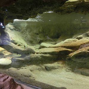 chinese giant salamander house - Zoo Praha