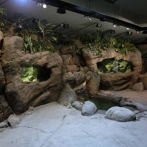 chinese giant salamander house - Zoo Praha