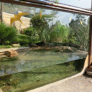 fishing cat exhibit - Zoo Praha