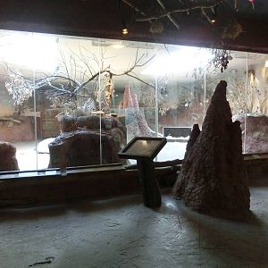 aardvark exhibit - Zoo Praha