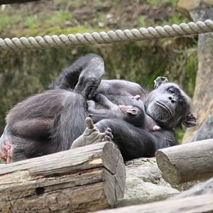 Chimpanzees Relaxing