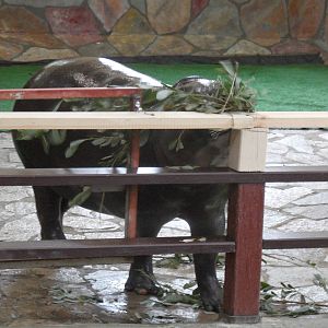 Pygmy hippo browsing