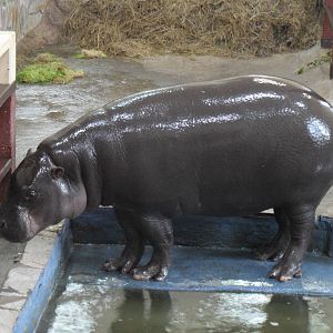 Pygmy hippo indoors