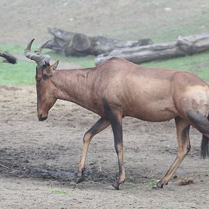 Cape Hartebeest (Alcelaphus caama) - the last in Europe