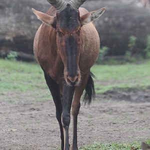Cape Hartebeest (Alcelaphus caama) - the last in Europe