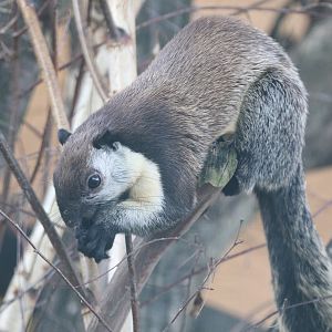 Javan black giant squirrel (Ratufa bicolor bicolor)