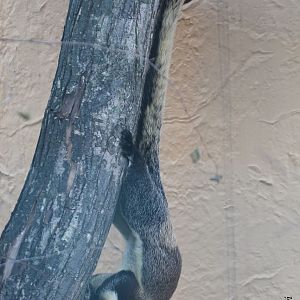 Javan black giant squirrel (Ratufa bicolor bicolor)