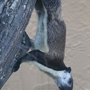 Javan black giant squirrel (Ratufa bicolor bicolor)