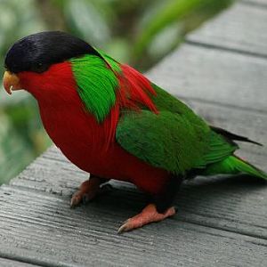 Collared Lory