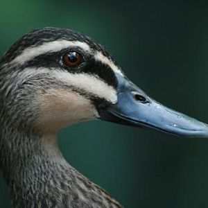Pacific Black Duck