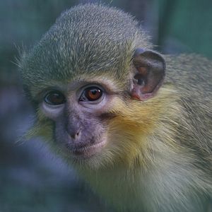 Gabon Talapoin (Miopithecus ogouensis) male