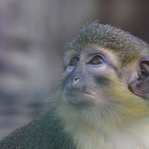 Gabon Talapoin (Miopithecus ogouensis)