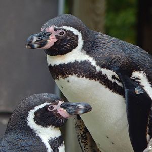 Oct. 2014 - Humboldt Penguins