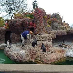 Oct. 2014 - Humboldt Penguin Feeding