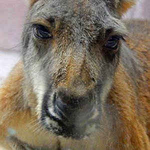 Oct. 2014 - Australia - Red Kangaroo Portait