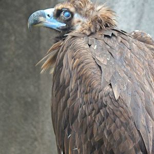 Oct. 2014 - Africa-Asia-South American - African Savanna - Cinerous Vulture
