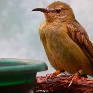 Oct. 2014 - Mahler Family Aviary - Jewel Box Exhibit - Red-legged Honeycree