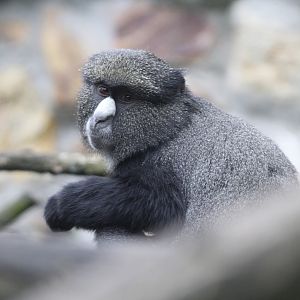 Greater Spot-nosed Guenon (Cercopithecus n. nictitans)